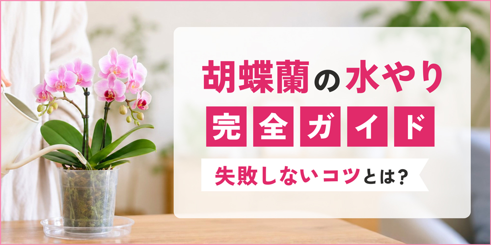 胡蝶蘭の水やり完全ガイド｜タイミングの見極め方と失敗しないコツをプロが解説