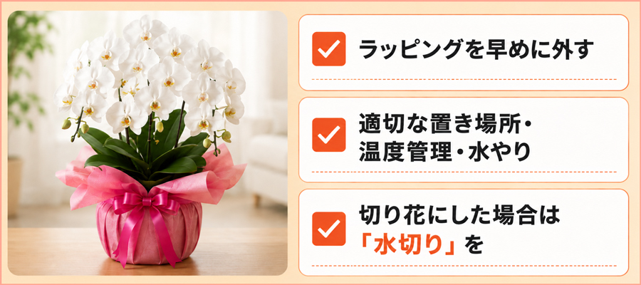 胡蝶蘭を持ち帰った後に長く楽しむためのポイント3選