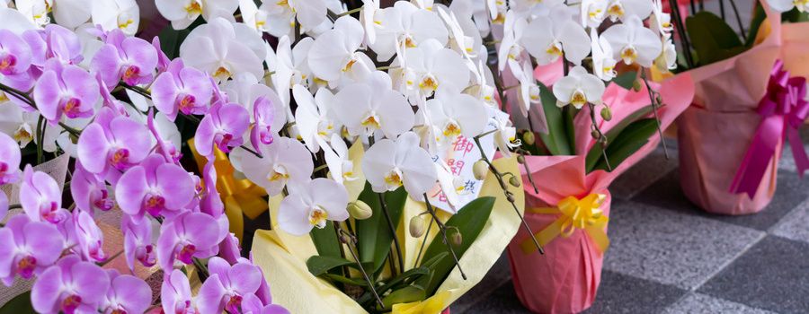 胡蝶蘭が高価になる3つの理由