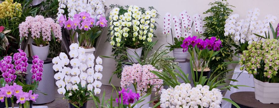 胡蝶蘭の価格に見合う品質の見極め方