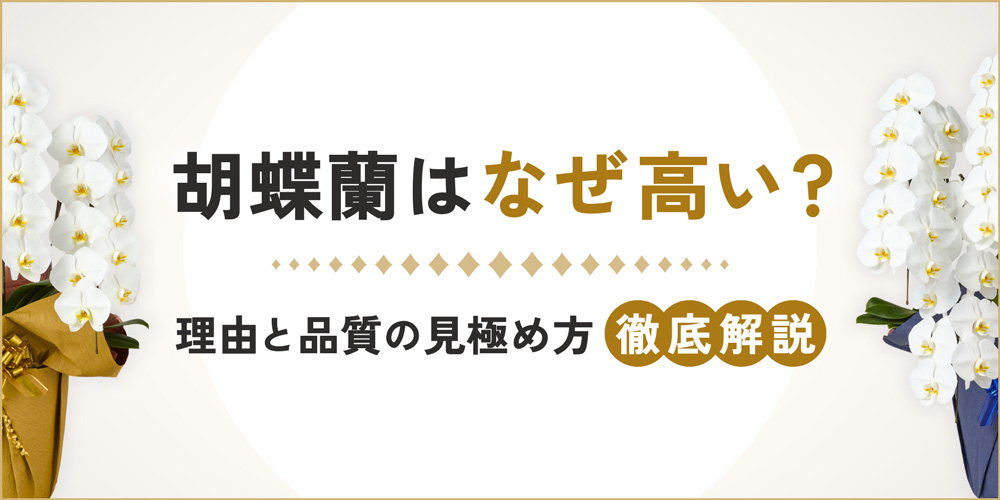 胡蝶蘭はなぜ高い？高級な理由と魅力・品質の見極め方を徹底解説