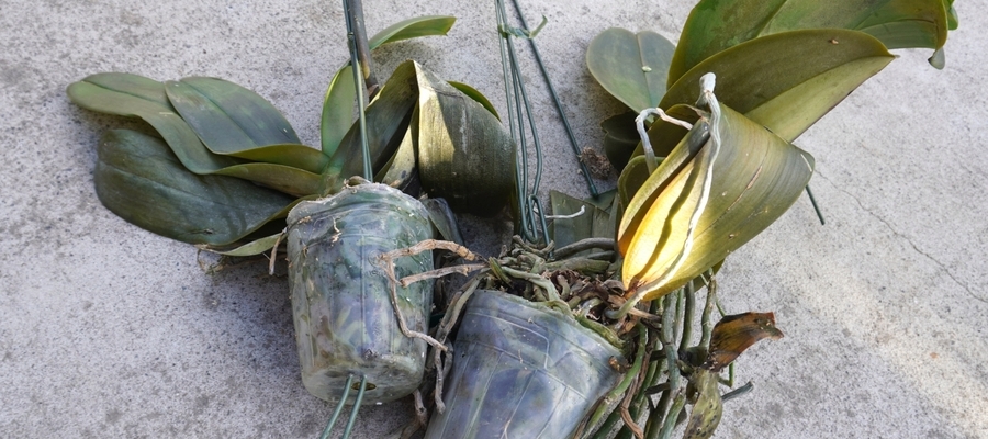 胡蝶蘭の根腐れってどんな状態？症状の見分け方まとめ