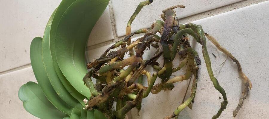 胡蝶蘭が根腐れしてしまう主な原因と対策