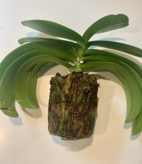 2. 植え替えする