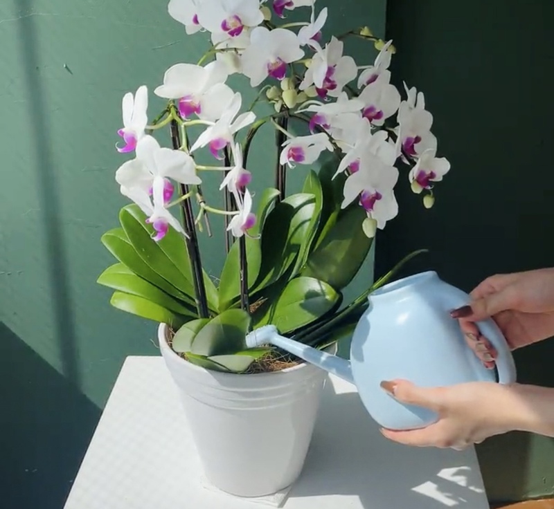 4. 定期的に水やりをする