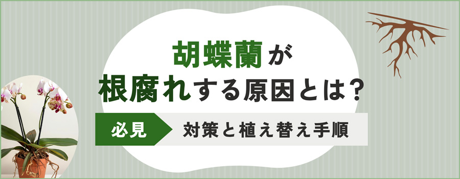 胡蝶蘭が根腐れする原因とは？