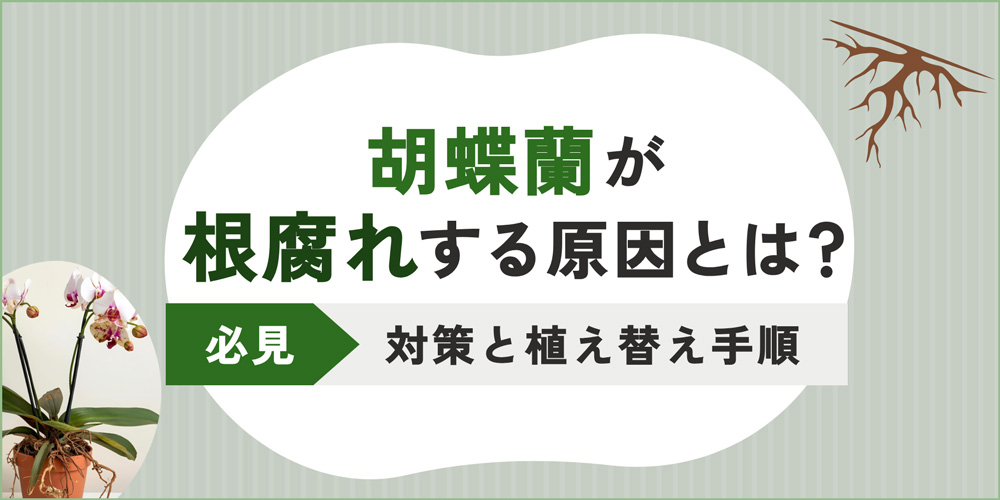 胡蝶蘭の根腐れとは？症状の見分け方から原因・対処法まで徹底解説