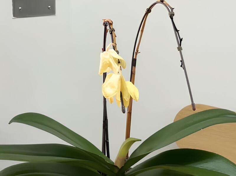 咲き終わった花を摘み取る