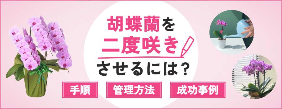 胡蝶蘭　二度咲き