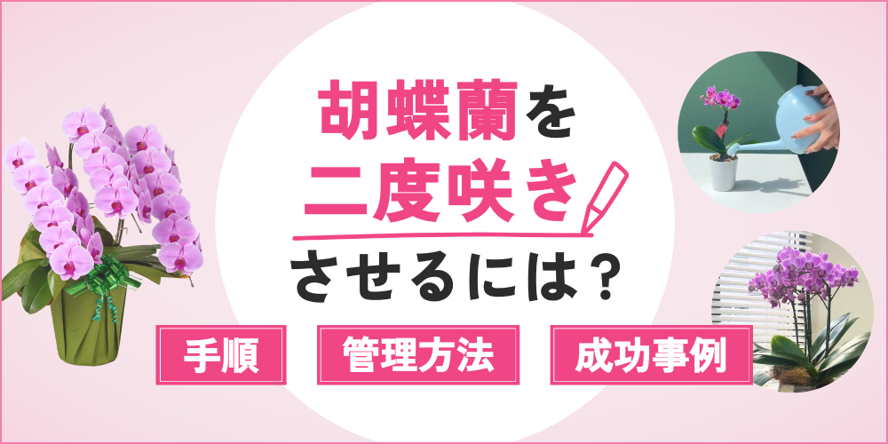【初心者向け】胡蝶蘭を二度咲きさせる秘訣とは？花を咲かせるコツと管理方法