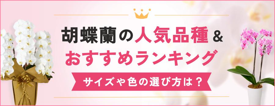 胡蝶蘭の人気品種＆おすすめランキング