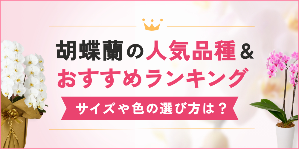 胡蝶蘭の人気品種TOP3｜人気商品・定番カラーランキングも紹介