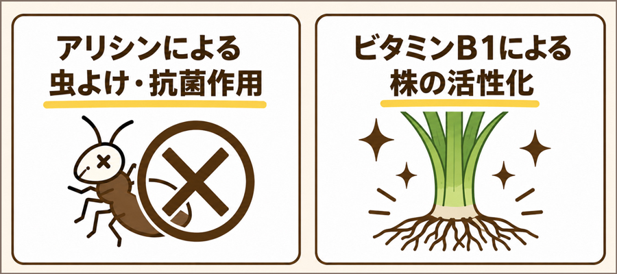 胡蝶蘭にニンニク水が効果的？使う理由と期待できる効果