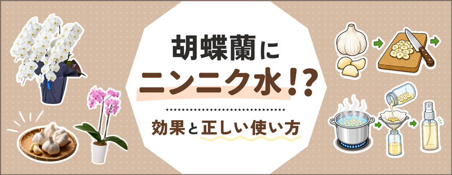 胡蝶蘭にニンニク水！？効果と正しい使い方