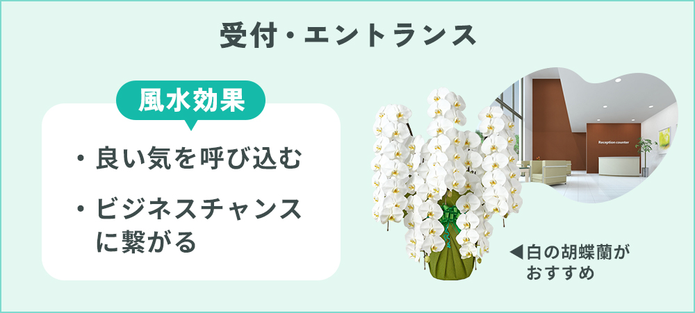 受付・エントランスに胡蝶蘭を置く効果