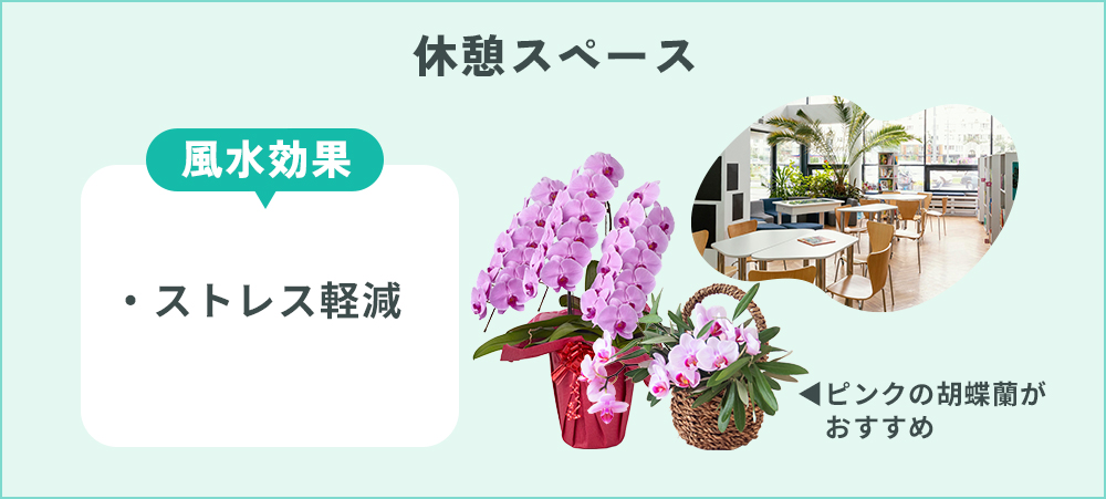 休憩スペースに胡蝶蘭を置く効果