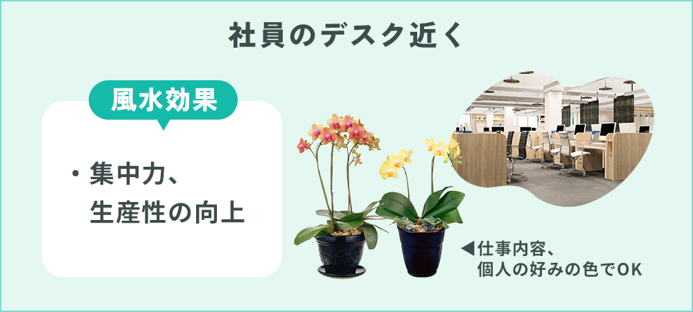 社員のデスク近くに胡蝶蘭を置く効果