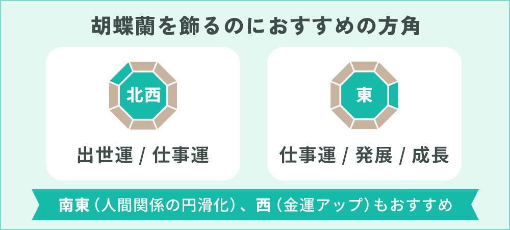 胡蝶蘭を飾るのにおすすめの方角