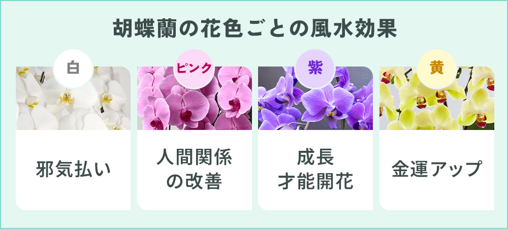 胡蝶蘭の花色ごとの風水効果