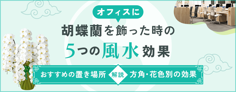 胡蝶蘭を飾ったときの5つの風水効果