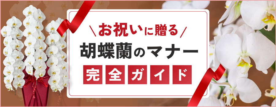 お祝いに贈る胡蝶蘭のマナー完全ガイド