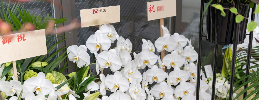 なぜお祝いに胡蝶蘭が贈られるの？選ばれ続ける5つの理由