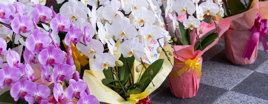 【番外編】胡蝶蘭の発祥からお祝い品として定着するまでの歴史