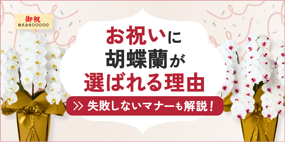 お祝いに胡蝶蘭を贈るのはなぜ？ビジネスで選ばれ続ける5つの理由と失敗しないためのマナー
