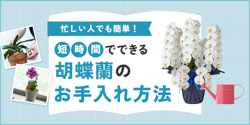 【初心者必見】忙しい人も簡単！短時間でできる胡蝶蘭のお手入れ方法