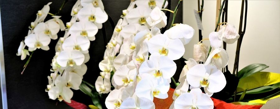 胡蝶蘭は毒性がなくペットにも安全