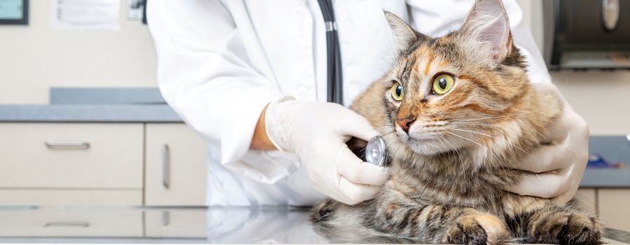 猫や犬が胡蝶蘭を食べてしまった！心配なときの2つの対処法