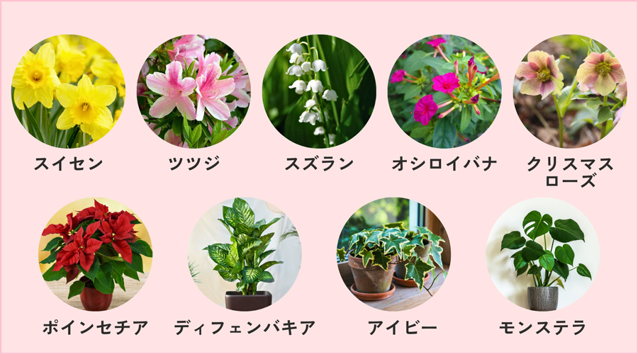 ペットに有害な植物リスト｜有害な切り花・鉢植えと観葉植物