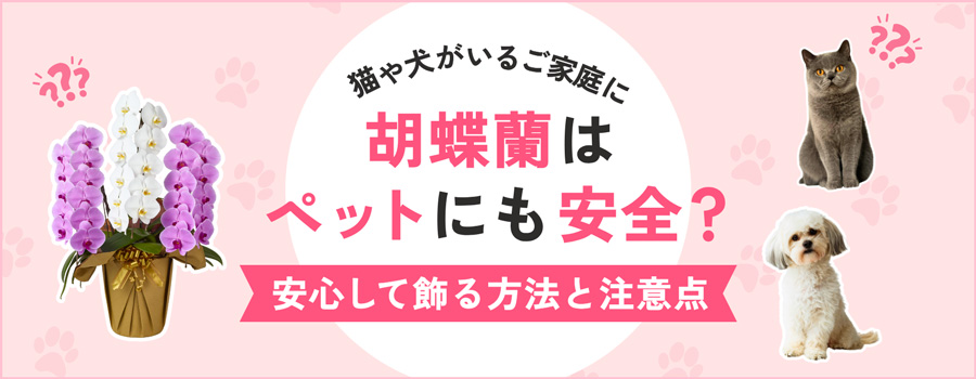 胡蝶蘭はペットにも安全？