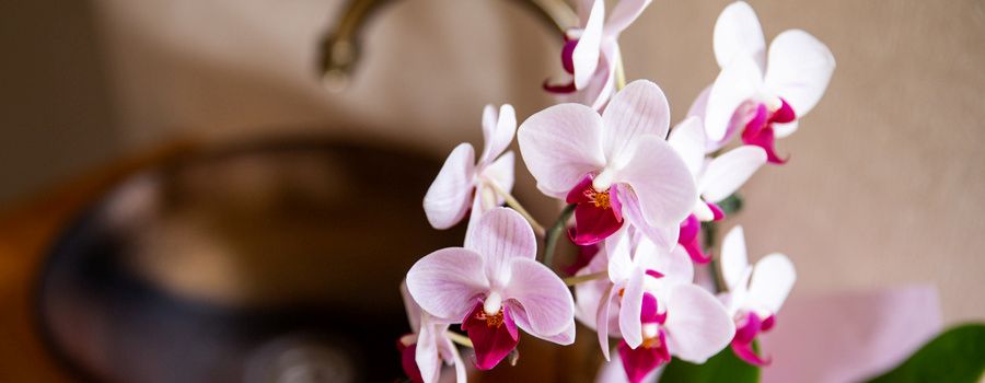 赤系・赤リップの胡蝶蘭を贈るのに適したシーン5選