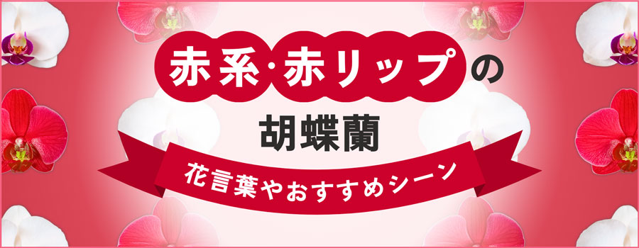 赤系・赤リップの胡蝶蘭