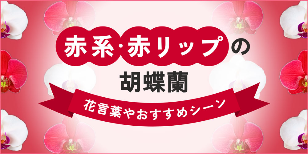 赤い胡蝶蘭（白赤リップ）の花言葉と値段相場｜紅白カラーのおすすめ商品も紹介！