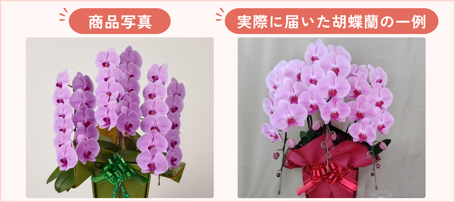 蕾が多く、花が少なく見える