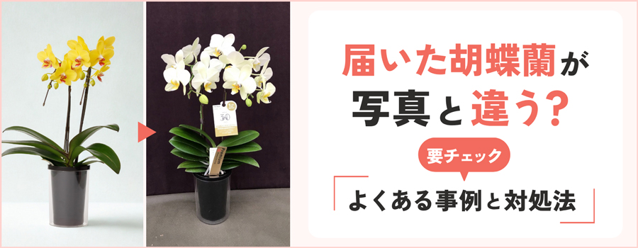 届いた胡蝶蘭が写真と違う？よくある事例と対処法