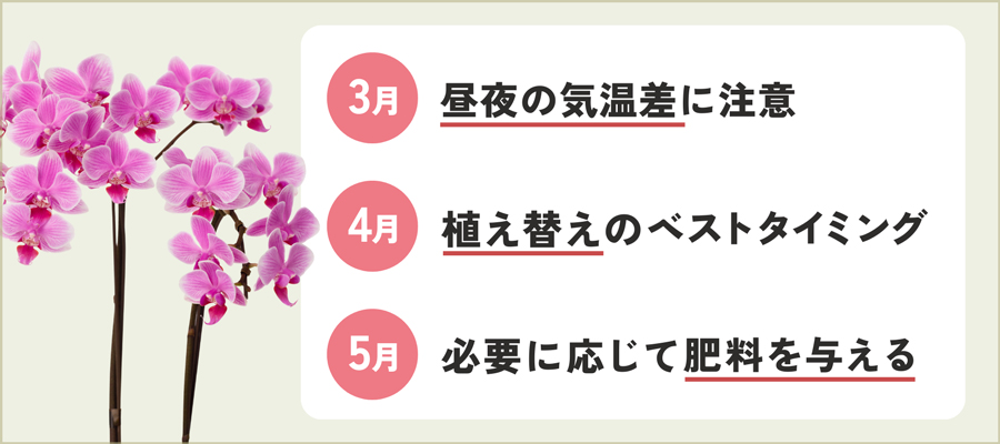 【春】3月・4月・5月の胡蝶蘭の育て方