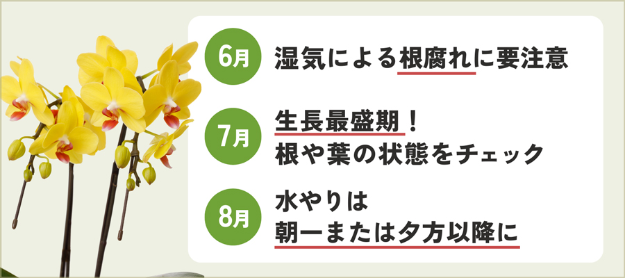 【夏】6月・7月・8月の胡蝶蘭の育て方