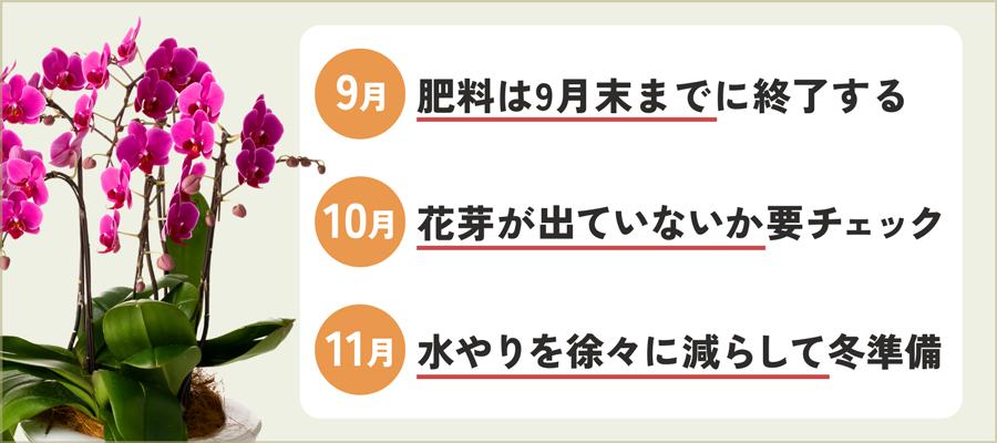【秋】9月・10月・11月の胡蝶蘭の育て方