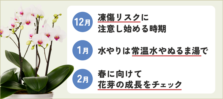 【冬】12月・1月・2月の胡蝶蘭の育て方