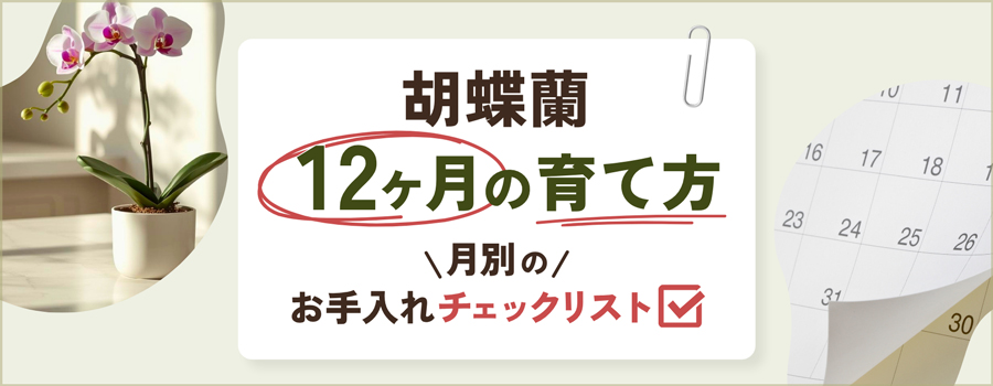 胡蝶蘭の12ヶ月の育て方