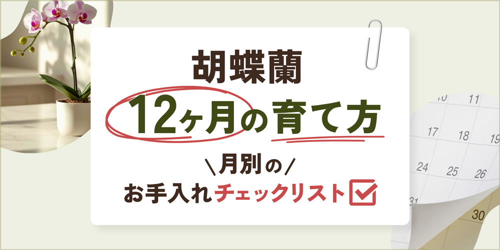 胡蝶蘭の育て方12ヶ月カレンダー｜月別のお手入れ・水やり・温度管理を徹底解説