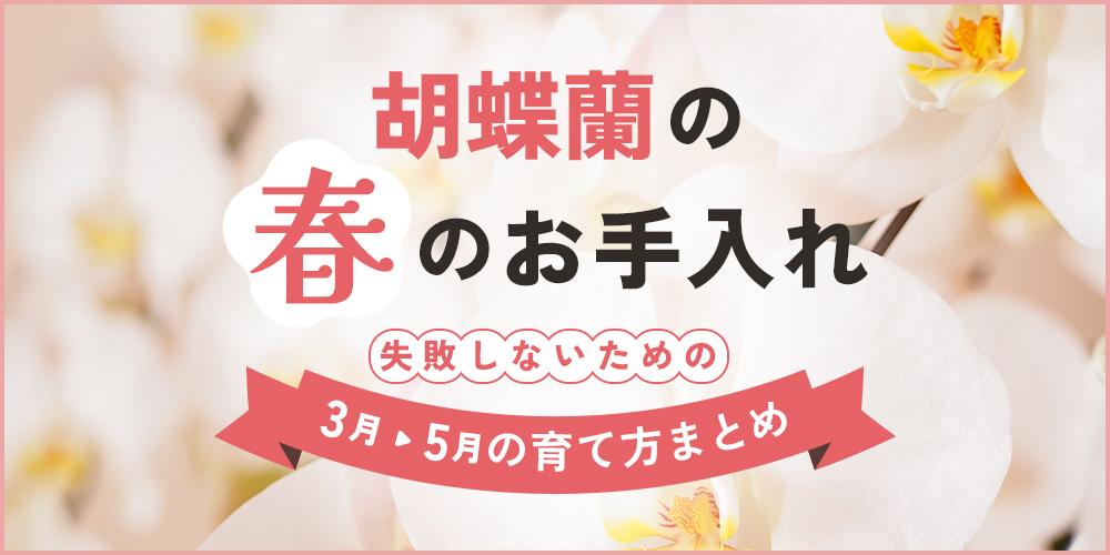 春の胡蝶蘭の育て方まとめ【初心者向け】管理ポイント・気を付けること