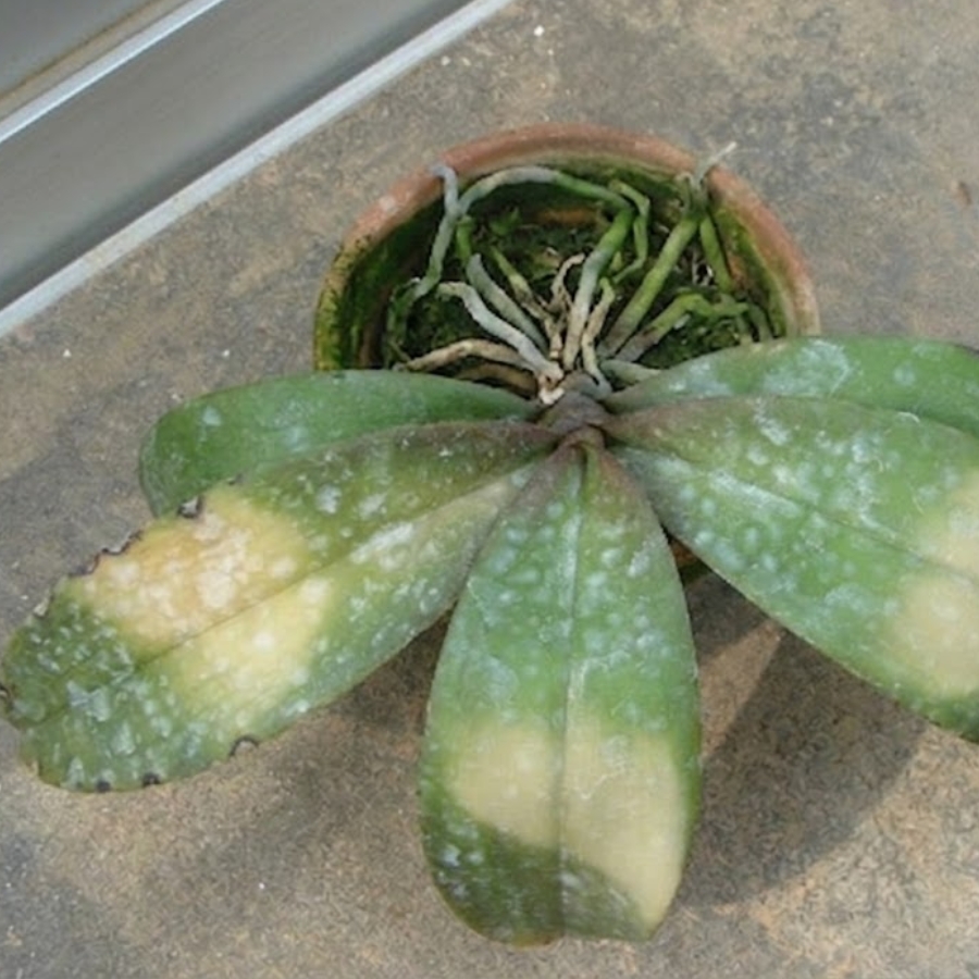直射日光による葉焼け
