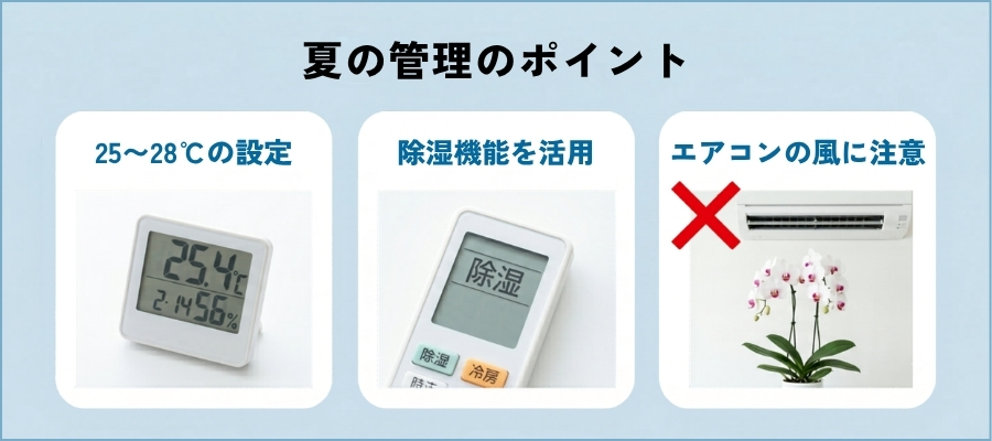 夏に胡蝶蘭を育てる際の温度・湿度管理