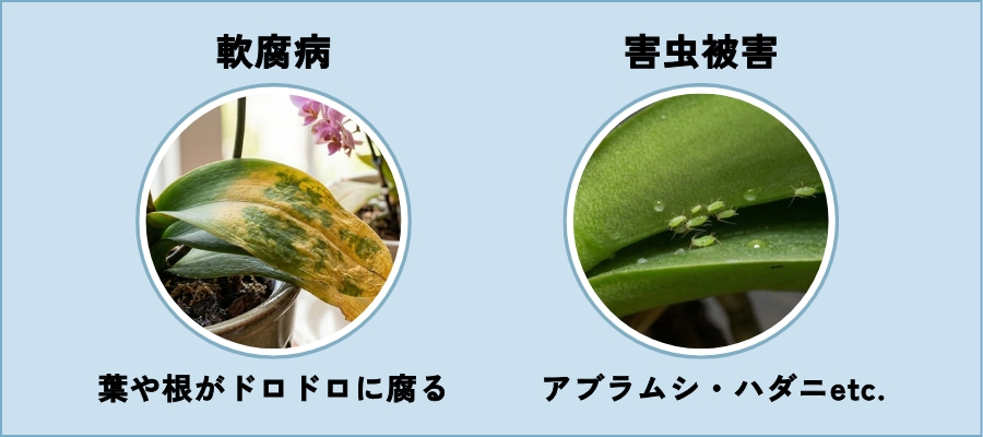 夏に注意したい胡蝶蘭の病気と害虫対策