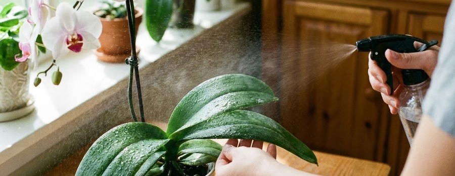 暑さ対策の「葉水（はみず）」