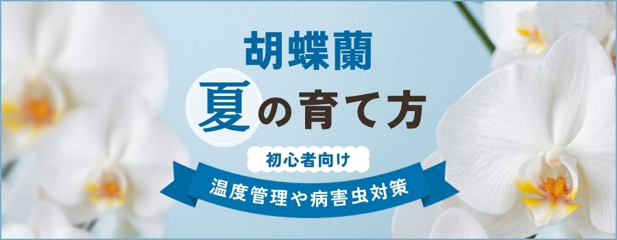 胡蝶蘭の夏の育て方